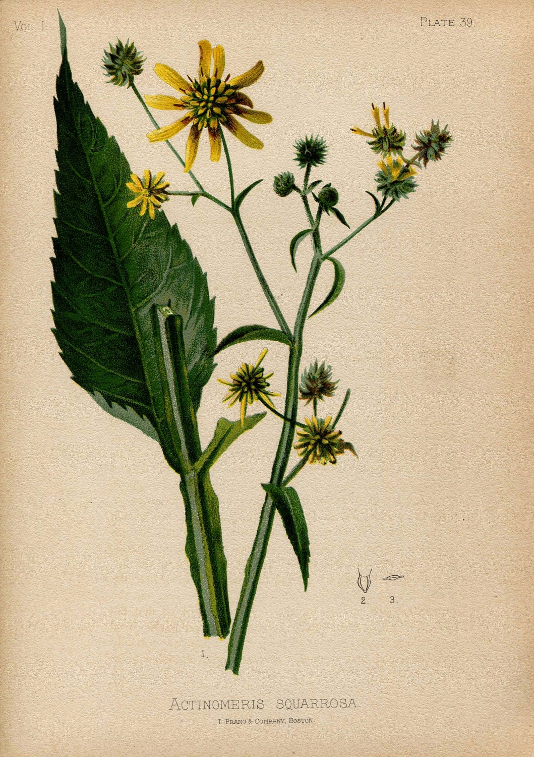 Antique THOMAS MEEHAN Hand Coloured Bookplate Color Book Plate Vintage Print Native Flowers Ferns 1879 Set of 4 Matching Prints Yellow