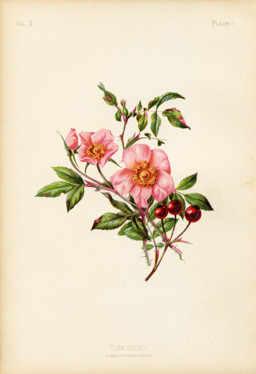 Antique THOMAS MEEHAN Hand Coloured Bookplate Color Book Plate Vintage Print Native Flowers Ferns 1879 Rosa Lucida 9