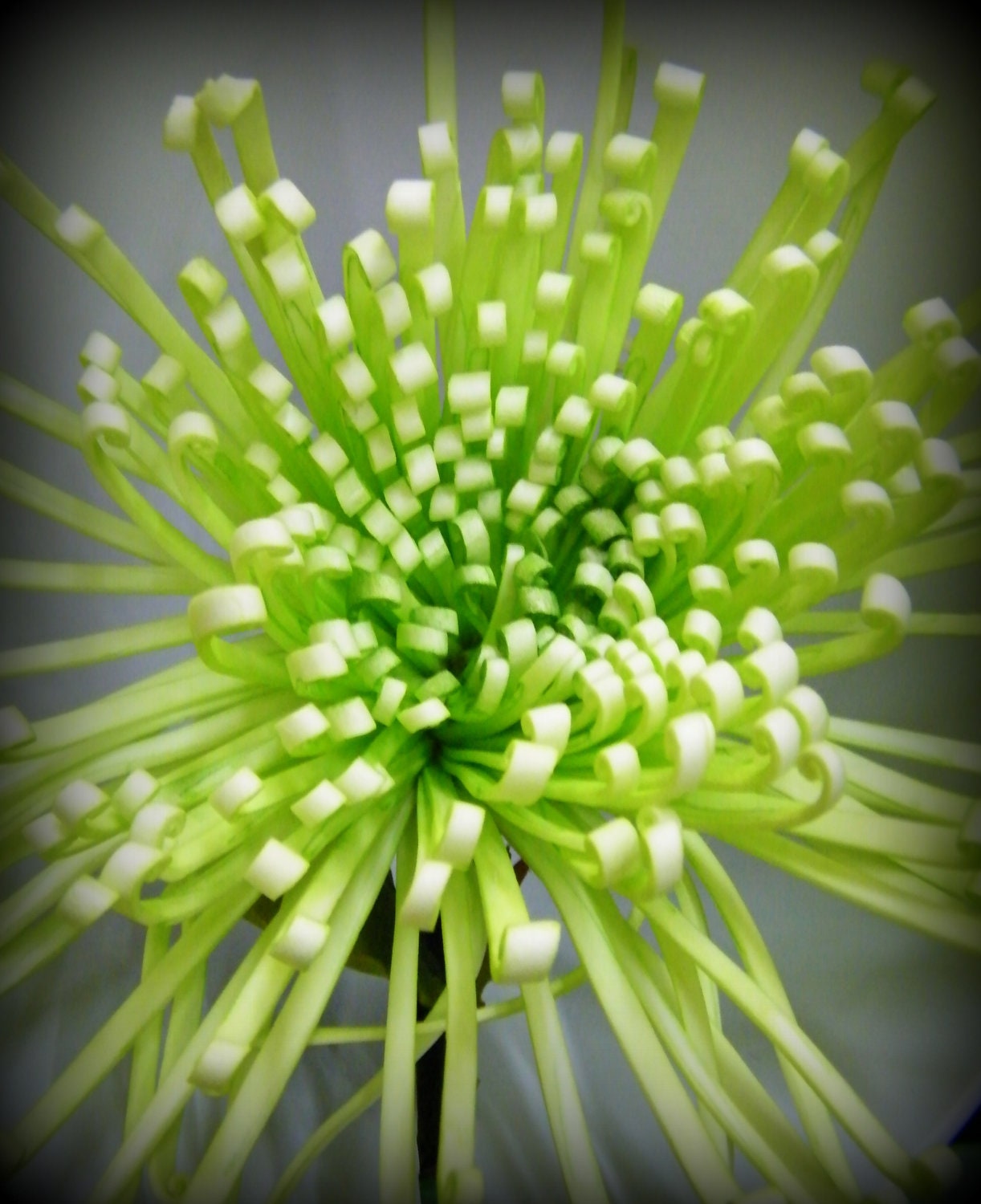 flowers spider mums