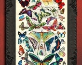 Collection of butterflies butterfly french dictionary page upcycled book dictionary print butterfly specimen wall art