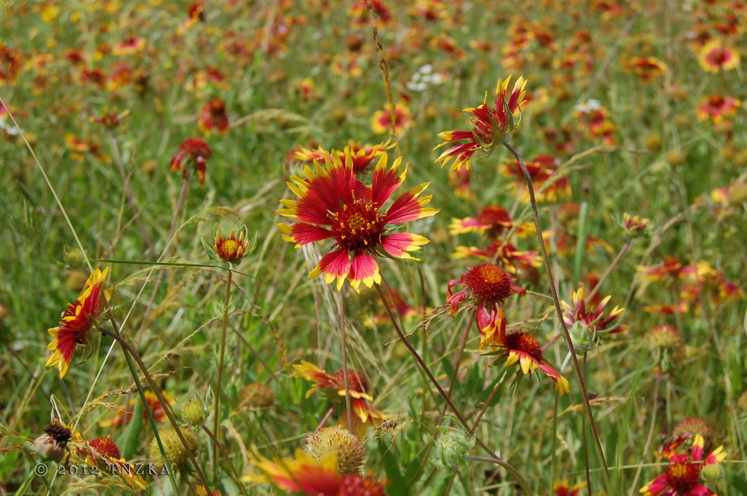 Indian Blanket, Flower, Photography, Nature, Red, Yellow, Green