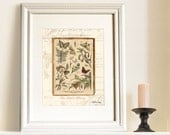 Old paper 8x10 Butterflies Botanical art print Home décor artwork Shabby Chic Gift Vintage ephemera Floral Script pastel natural Wall art