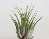 Large Tillandsia Kolbii -- Air Plant - BirdAndFeatherCo