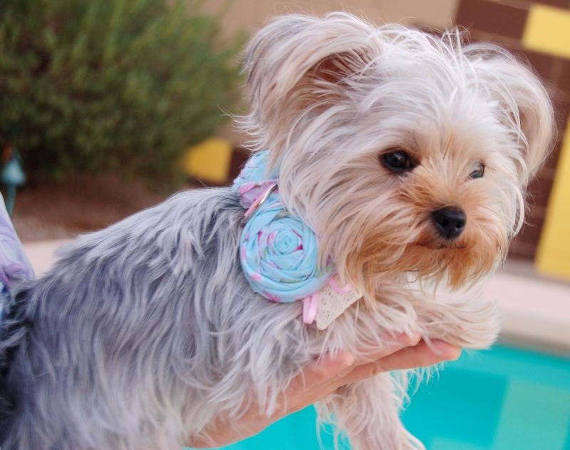Beautiful Soft Blue Shabby chic Dog Collar, Dog Necklace, Pink Ribbon Collar