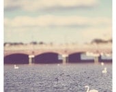 swan bridge photo print - whimsical fine art photography, bird, hamburg, river, blue, mint, green, travel, dream- 8x8