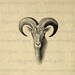Goat Ram Graphic Printable Download Animal Image Digital for Transfers Tote Bags Tea Towels etc HQ 300dpi No.496