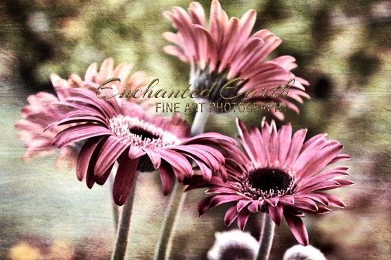 Fine Art Photography - "Cotton Candy Petals" - EnchantedEarthArt