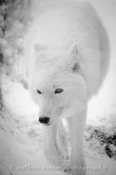 The White Wolf (B&W)
