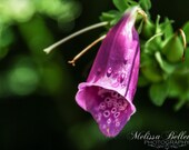 Photographic Print "Foxglove"