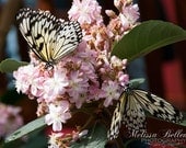 Photographic Print "Rice Paper Butterflies"