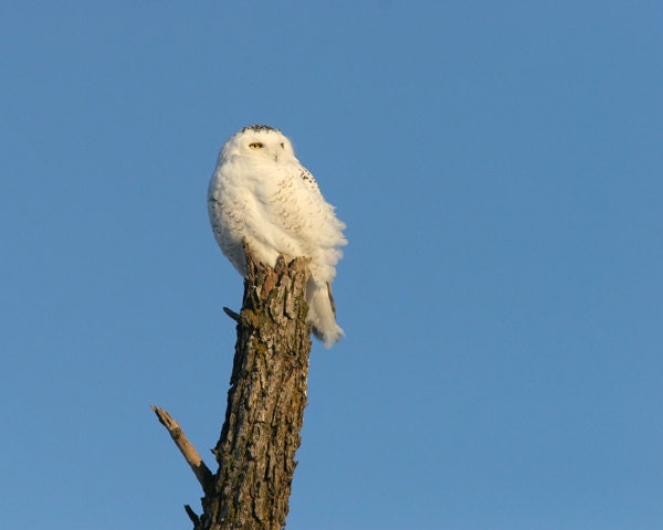 Snowy Owl On a Snag 8x10 photo print - nature photography bird picture dead tree 4x6 5x5 5x7 8x8 8x12 art home decor