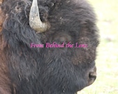 Animal Photos Buffalo Deer and Many More Your Choice of One of 5 Different 8x10 Glossy or Lustre Prints