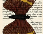 Original Drawing Gold Banded Skipper Butterfly with Black Mat