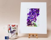 Australian Wisteria purple native flowers 6x4 matted photograph nature fine art spring home decor PRINTED TO ORDER