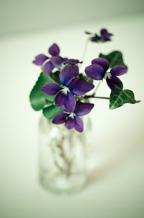 Spring .Dreamy purple photograph . flower photography . simple minimalist art . modern decor . 11x14 . Sweet Violet - joystclaire