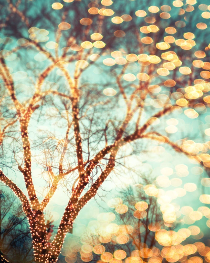 Winter photography December trees nature photography print holiday lights empty branches Christmas photo 8x10 photograph