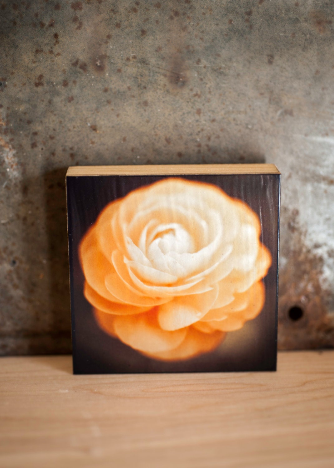 Photograph on Wood - Spring Decor, Nature Print on Wood - Ranunculus No 1 - wall decor - ranunculus photography, pale peach, nature print