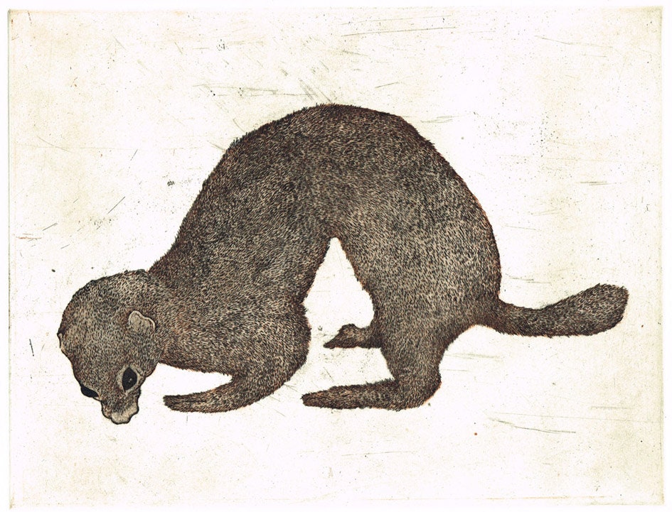 Stoat