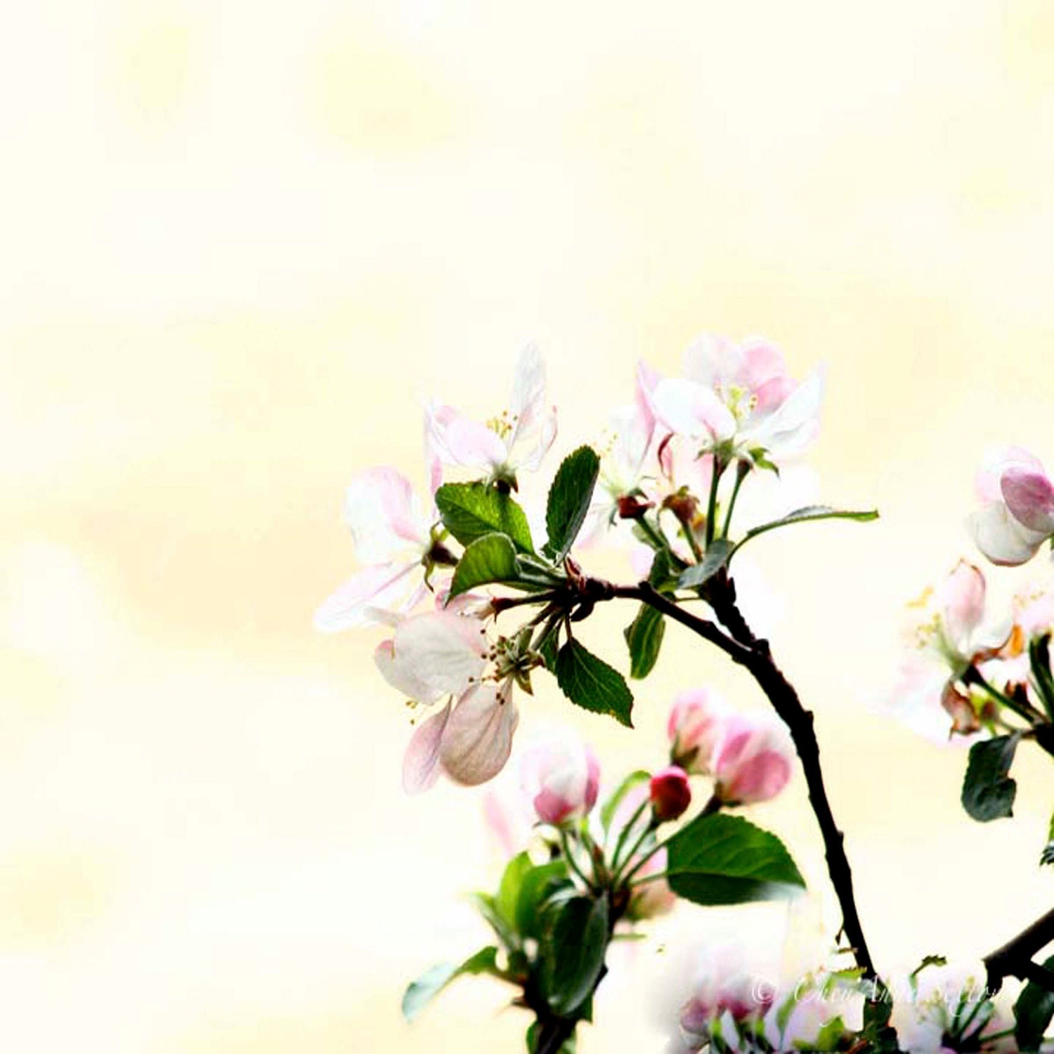 Apple Blossom Crisp -  Fine Art Home Decor Photo  8x8