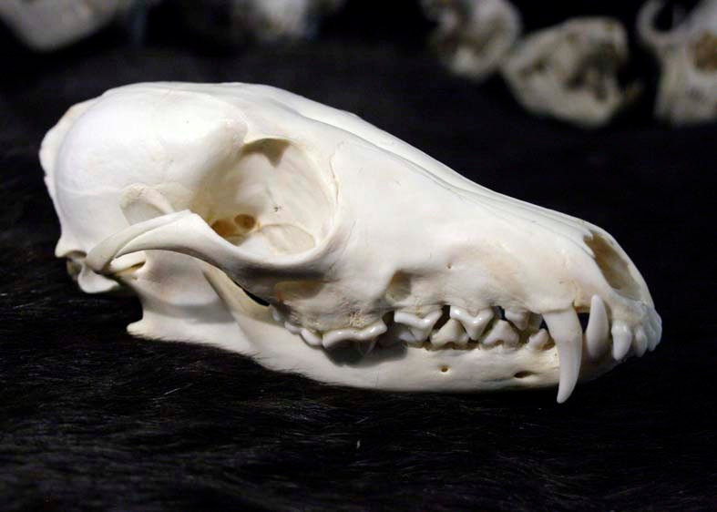 Custom Order Red Fox Skull - 90 Day Delivery- Real Bone, Teeth, Taxidermy