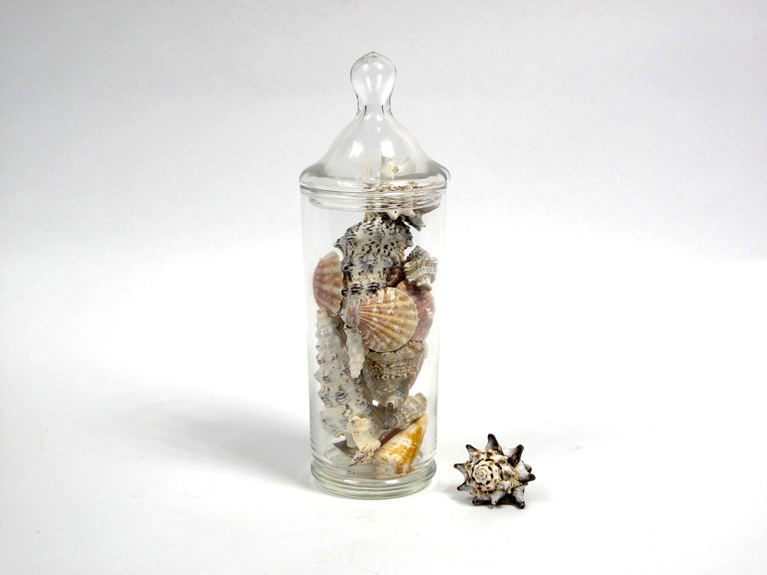 Sea Shell Collection in Glass Apothecary Jar, Natural Curiosity, Sea Life, Specimens, Tropical