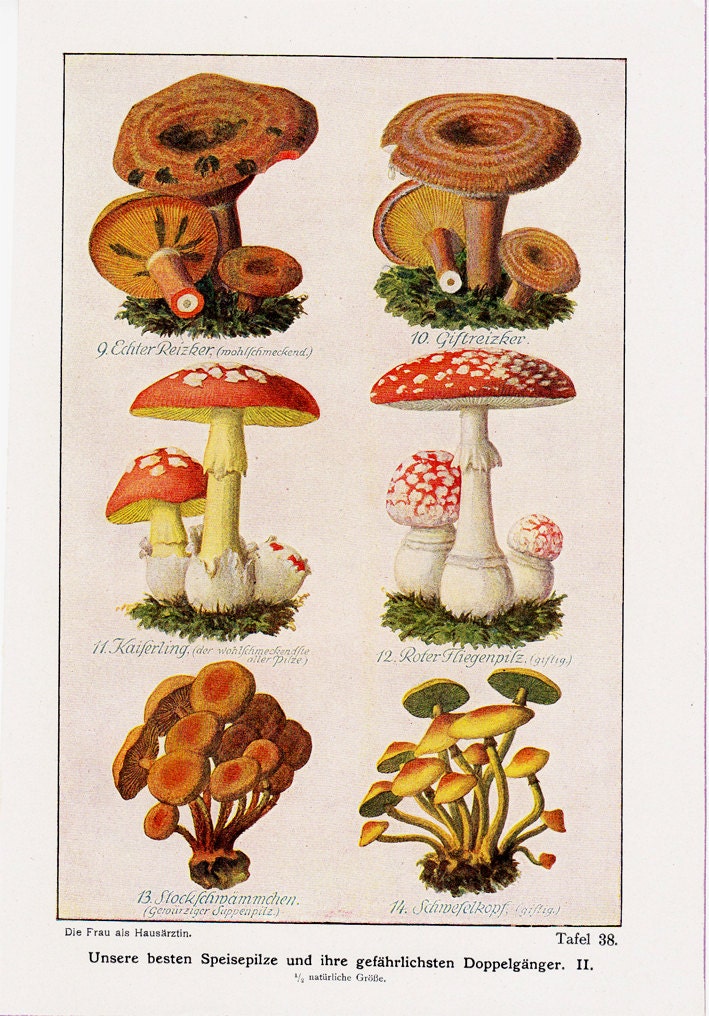 1919 Antique MUSHROOMS print, the most dangerous, 93 years old antique print