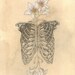 SALE Limited Edition HUMAN NATURE Poster Anatomy Series Number 2 11x14 Lustre Print Ribs Orchids Signed by the artist