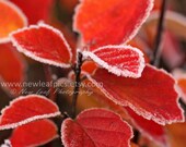 Fall Color, frost covered leaves, red and orange, Fall trends, home decor, wall art, 8 x 10 fine art print