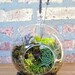 JUMBO Air Plant and Moss Terrarium - A Unique Birthday or Housewarming Gift