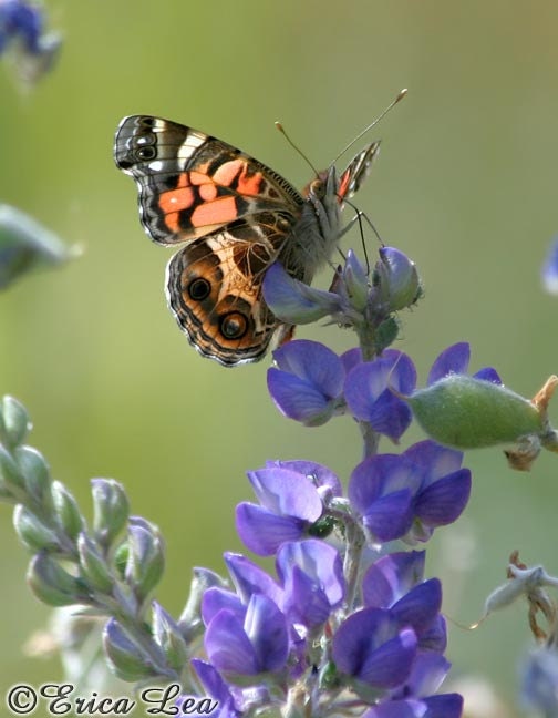 Butterfly Photo, nature photography, rust brown American Lady on purple lupine flowers, 8x10 fine art print