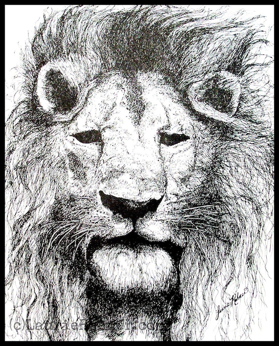 Ink Nature Illustration Lion with Mane Original Drawing Art by Laurie Rohner