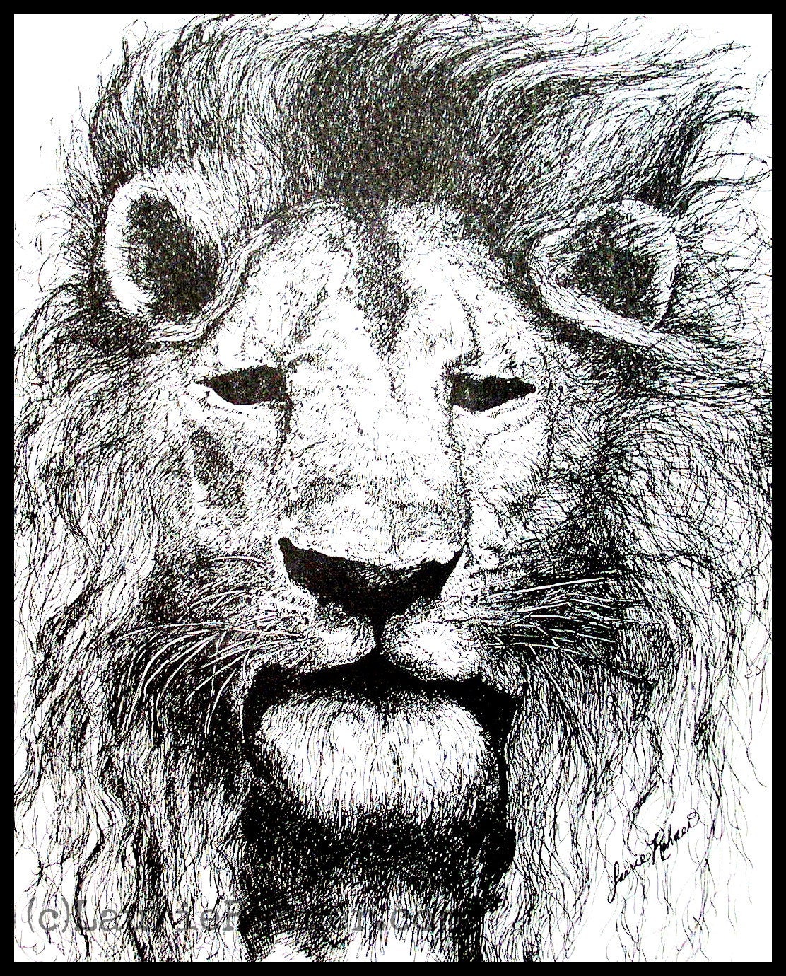 Ink Nature Illustration Lion with Mane Original Drawing Art by Laurie Rohner
