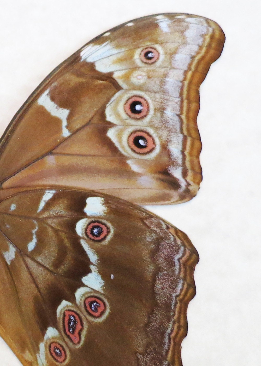Butterfly Wing-Nature Photography-Fine Art Photography-8X10 Photo Print-Home Decor