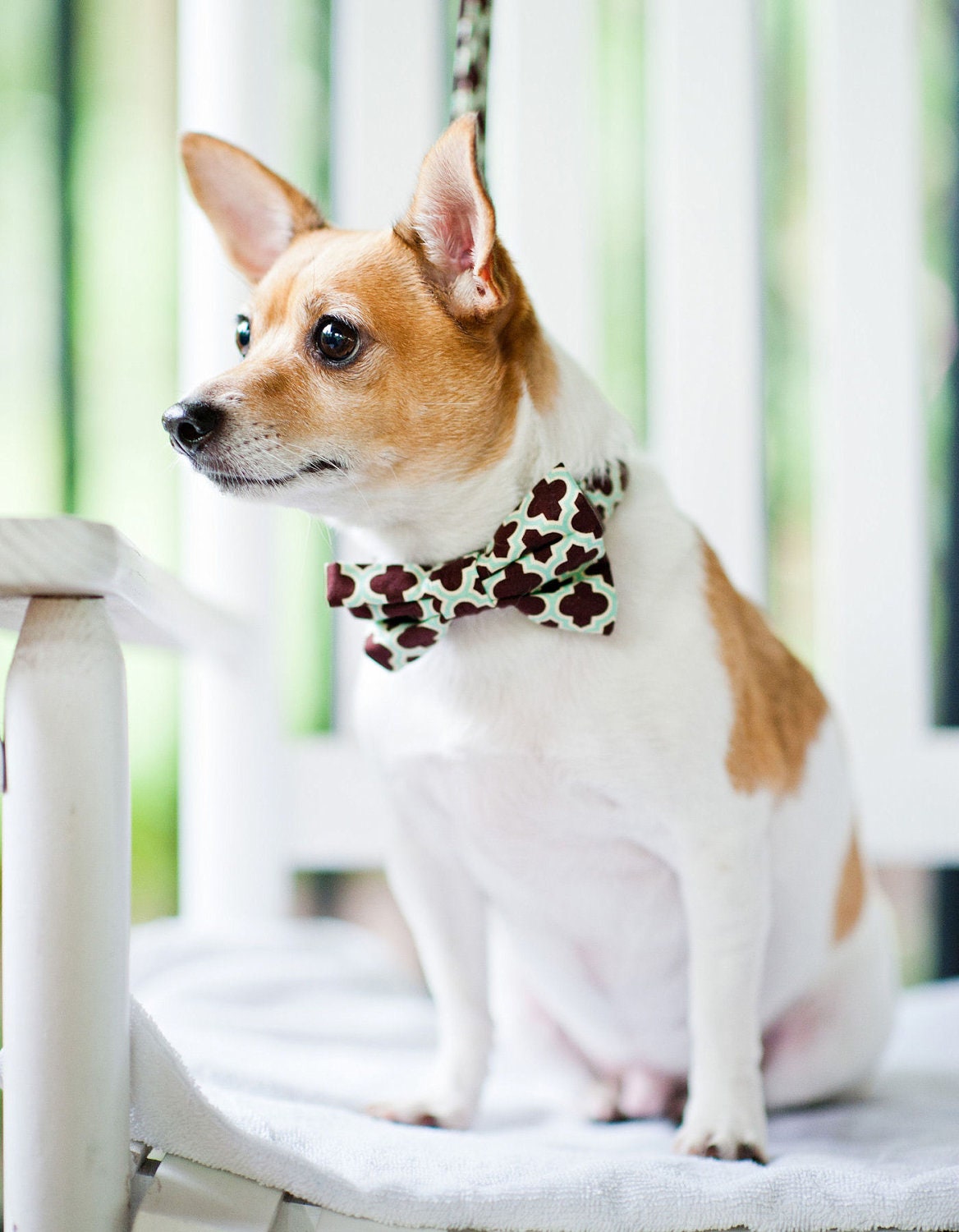 Chocolate Tile Dog Bowtie Collar Set - Barcelona in Chocolate - Made to Order in Your Choice of Size