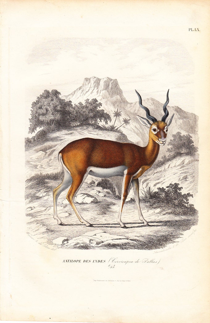 1860 Gorgeous ANTELOPE from INDIA engraving ,  By Gervais, 150 years old fine print