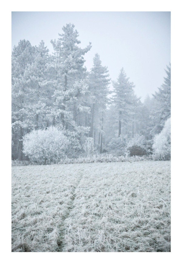 Frosty landscape photography, white winter forest scene, deer path in field, blue home decor fine art photo. Northumberland. 12x8. UK seller