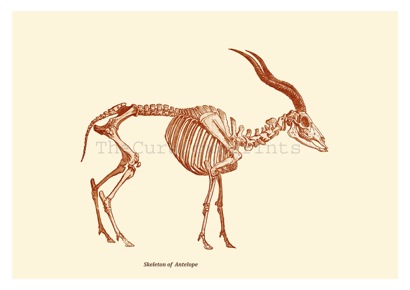 Antelope Skeleton  Digital Print /Antique Illustration / Home Decor / wall Art