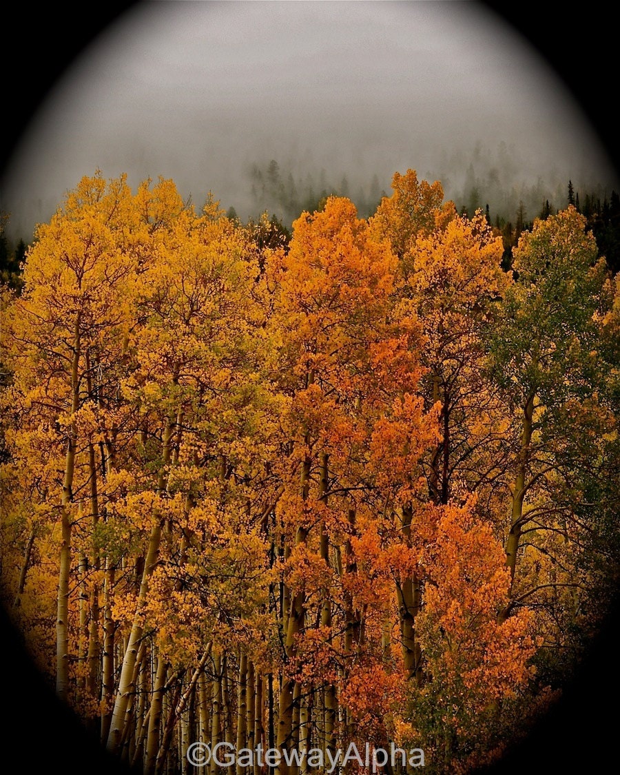 Fall Colors Photography, Trees Photo, Landscape Photography, Fine Art Photo, Black Background, Fog Photo - 8 x 10 Signed Print