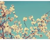 Flower Photograph - Nature Photograph - Spring Photography - Not A Cloud In The Sky - Original Signed Fine Art Photograph- Home Decor