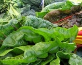 A Day at the Market-Swiss Chard
