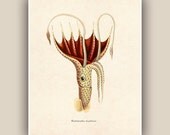 Squid Print,  Vintage Umbrella Squid image print,  Marine Wall Decor, Nautical art,  Mixed Media Collage  Print, Coastal Living