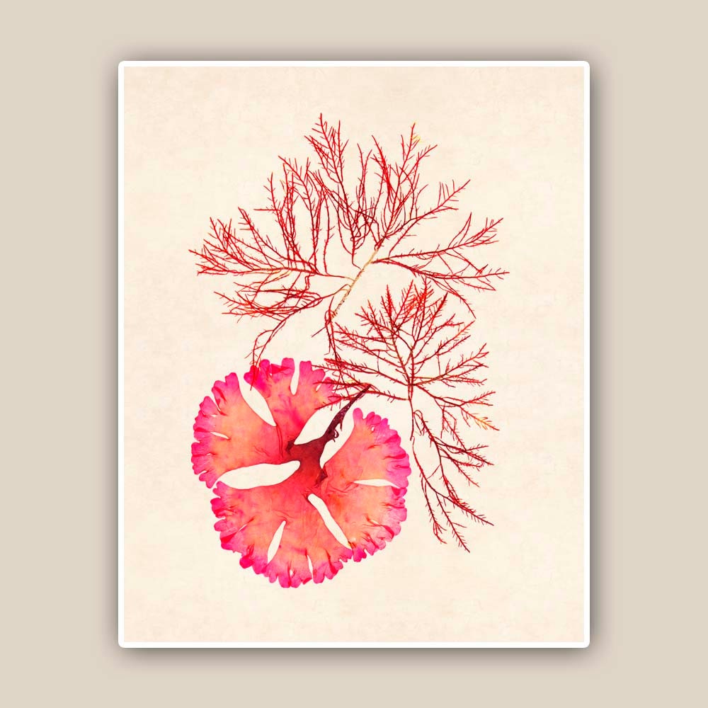 Seaweed Artwork Print, in red, 8'x10'  Print Pressed seaweed Art, Marine Wall Decor, Sea Grass Ocean, Nautical art