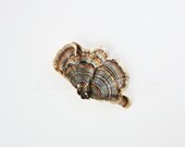 Beauty in the Breakdown 8x10 Fine Art Print. Nature. Fungi Specimen.