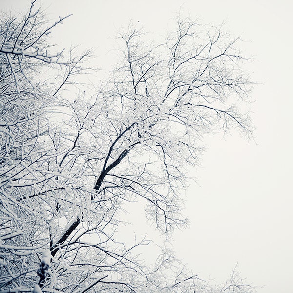 Frostbite - Winter Photograph, Tree Branches in Snow, Landscape Photography, White, Icy Blue, Minimal Wall Decor