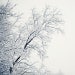 Frostbite - Winter Photograph, Tree Branches in Snow, Landscape Photography, White, Icy Blue, Minimal Wall Decor