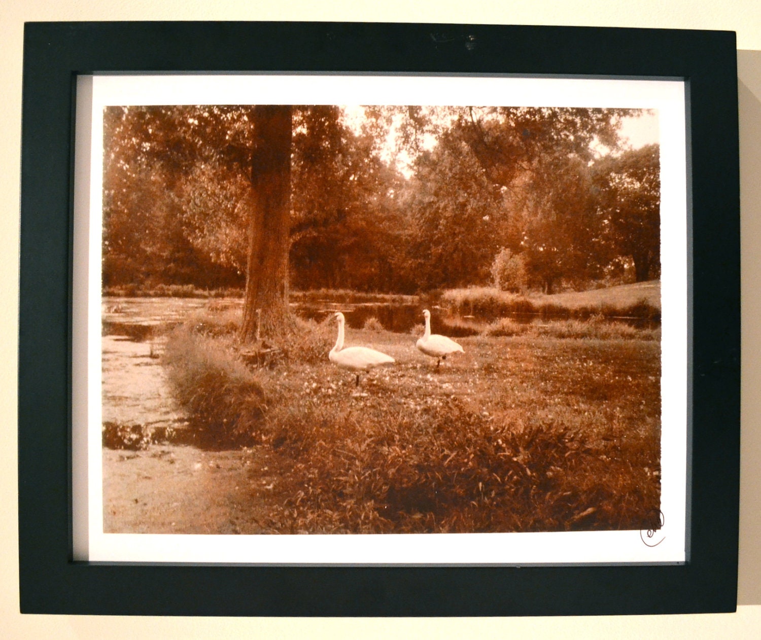 Polaroid Instant Enlargement - Two Swans