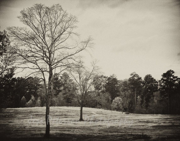 Fall Tree Photography- GA Autumn Photographs Landscape Photos Rustic Sepia Vintage feel wall decor- 11x14 Fine Art Photograph Metallic Paper