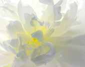 White Peony  Photograph, Floral Art Print, Flower Wall Decor, White and YellowFlower