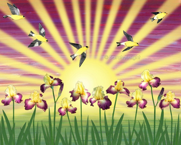 lightshine - signed fine art print 8X10 inches, maroon goldfinches sunshine irises yellow green