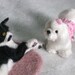 Wedding Cake Toppers / Custom Miniature Sculpture of your pets on your Wedding cake / Cute